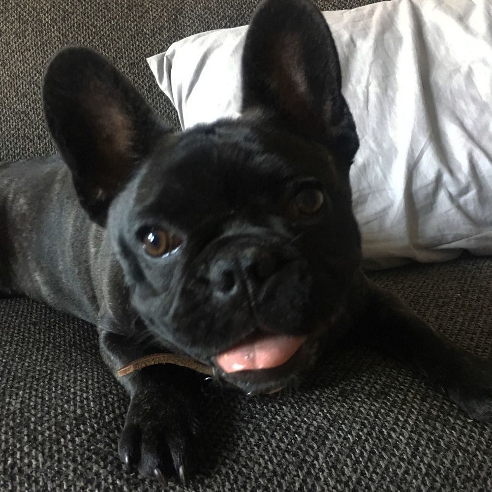 Meet your Posher, Phoebe